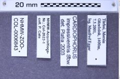 Etiketten zu Cardiophorus impressiventris (Schwarz, 1900) (NHMW-ZOO-COL-0006843)